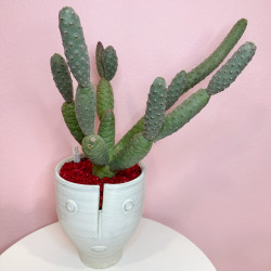 Tephrocactus articulatus var. inermis