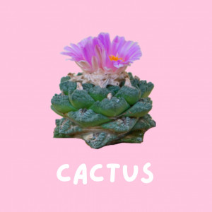 Cactus Cactus