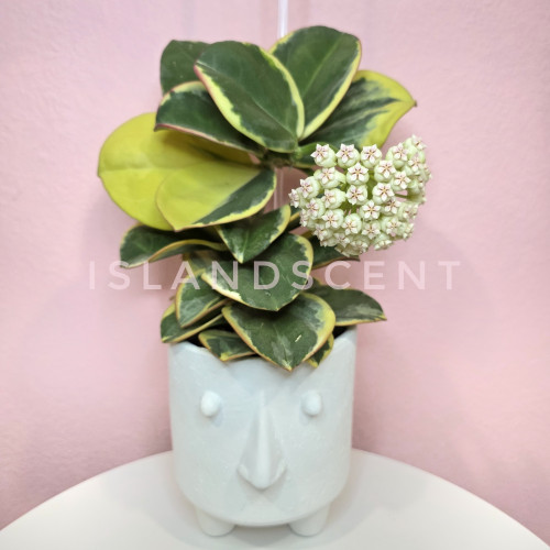 Hoya pachyclada ''Albomarginata' Hoya pachyclada ''Albomarginata'