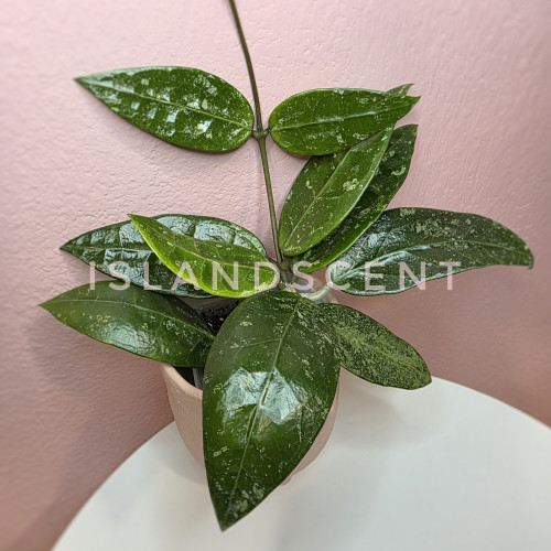 Hoya RHM 14-1 Hoya RHM 14-1