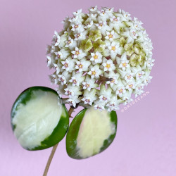 Hoya acuta ’Variegata’’