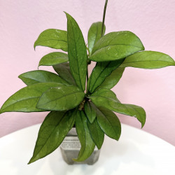 Hoya crassipetiolata