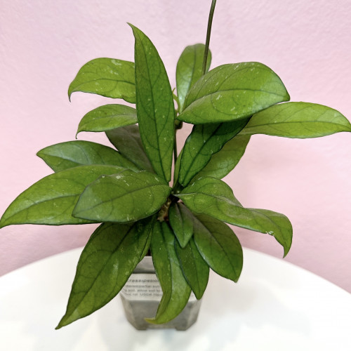 Hoya crassipetiolata