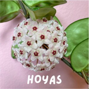 Hoyas Hoyas