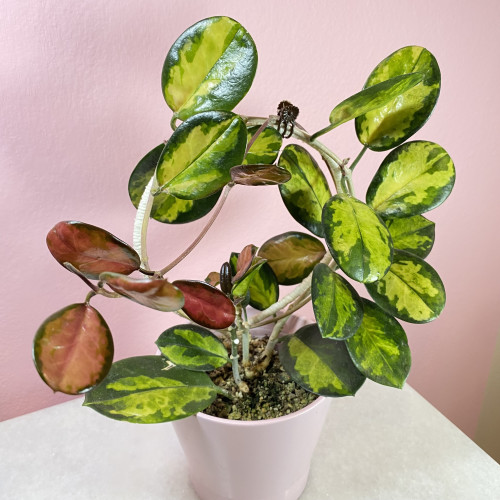 Hoya australis 'Lisa'