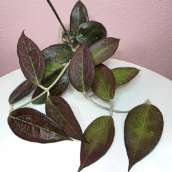 Hoya 'Tequilla Sunrise'