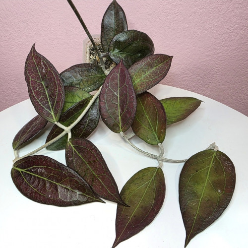 Hoya 'Tequilla Sunrise'