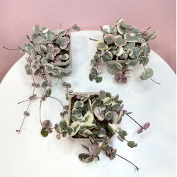 String of Hearts