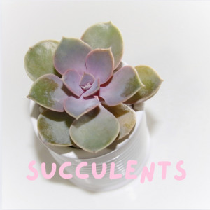 Succulents Succulents